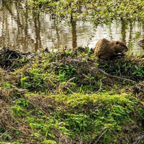 the sign of the beaver pdf